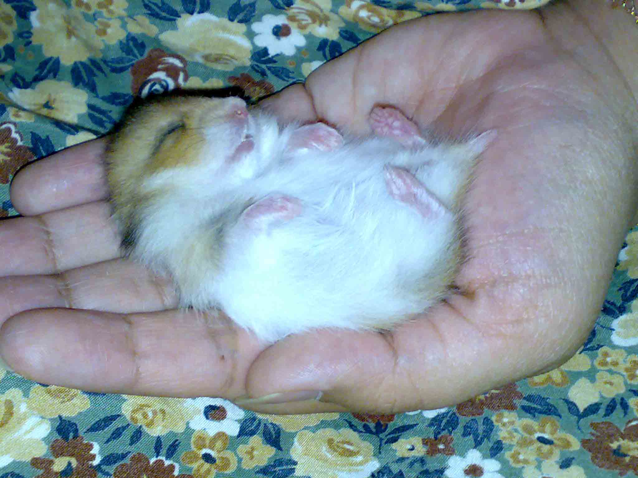 http://hamster.persiangig.com/1001.jpg